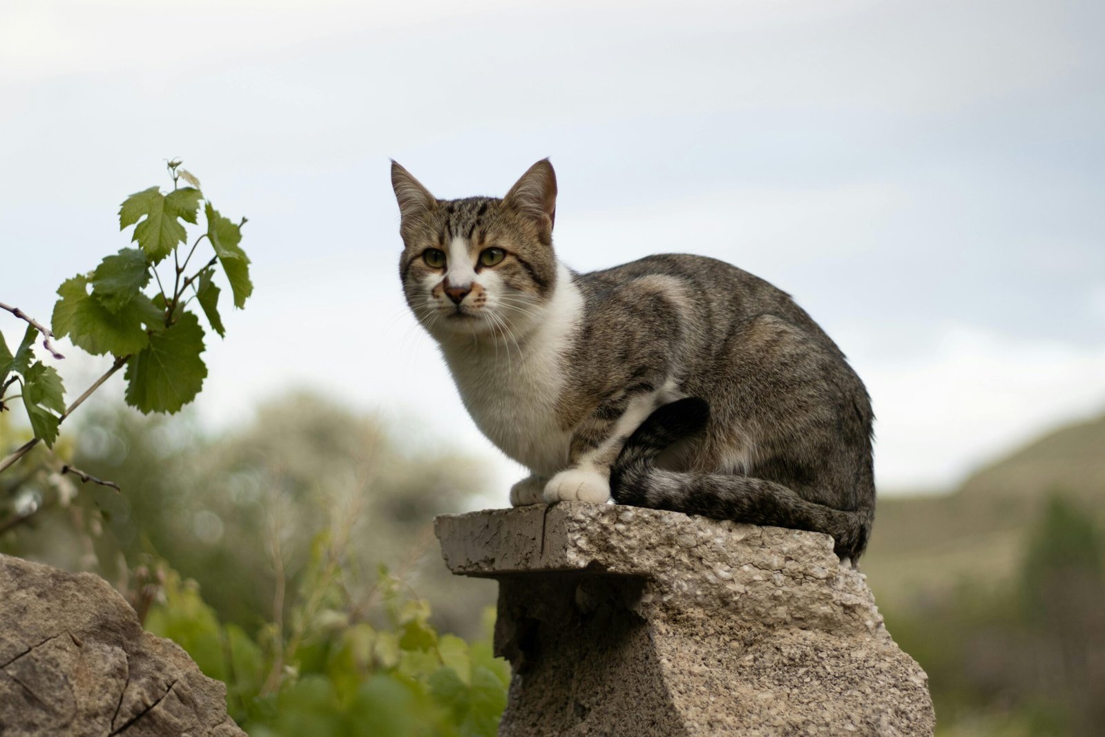A tabby cat perched on a stone with greenery and a soft-focus natural background.