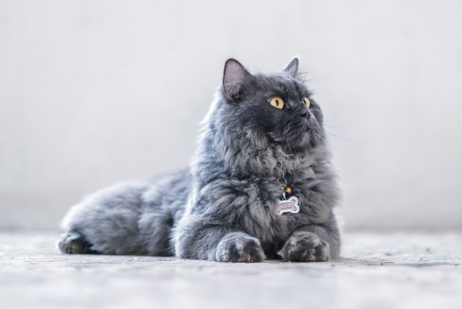 Portrait of a Gray Persian Cat.