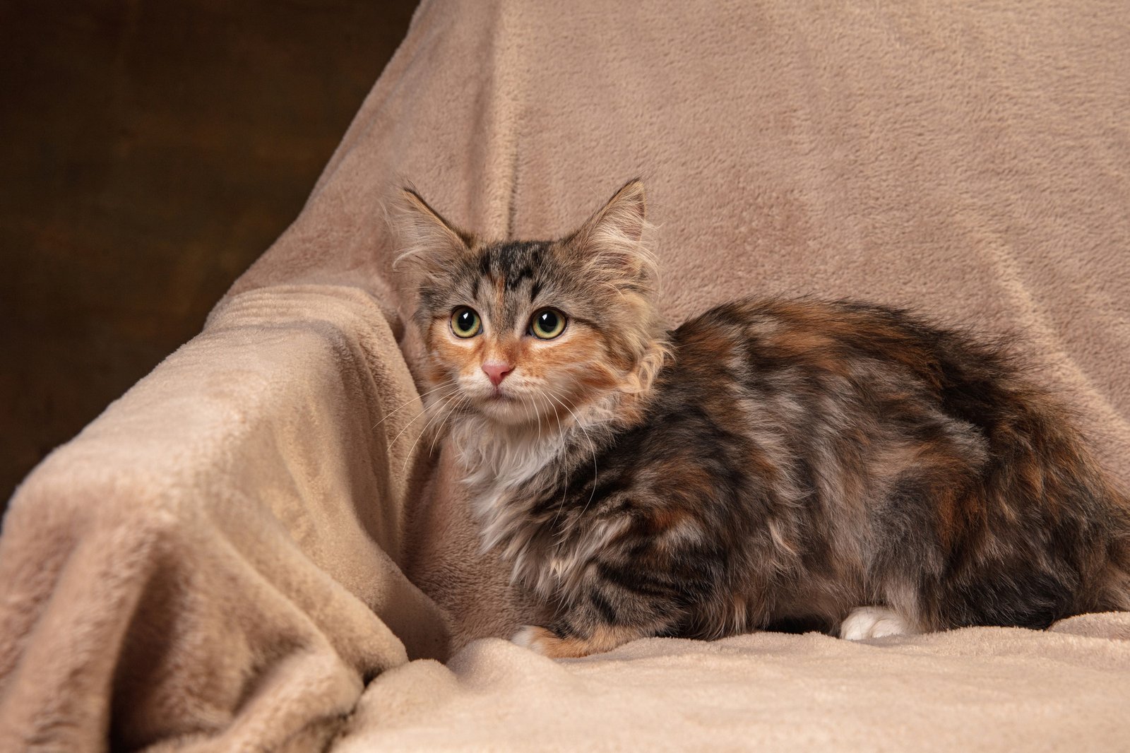Portrait of multicolored purebred kitten of Siberian cat sitting on sofa covered with a blanket