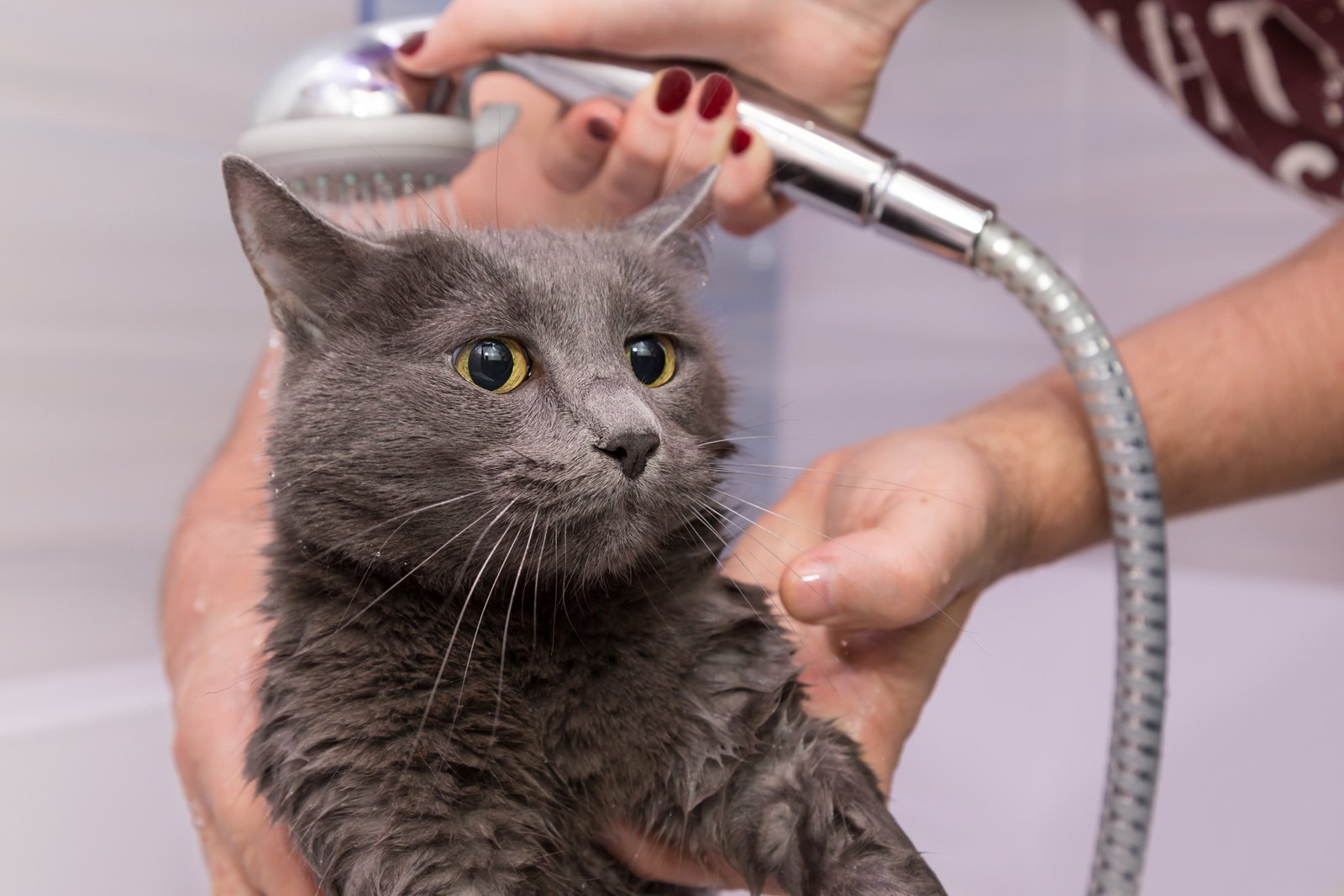 showering a frightened gray Russian blue cat