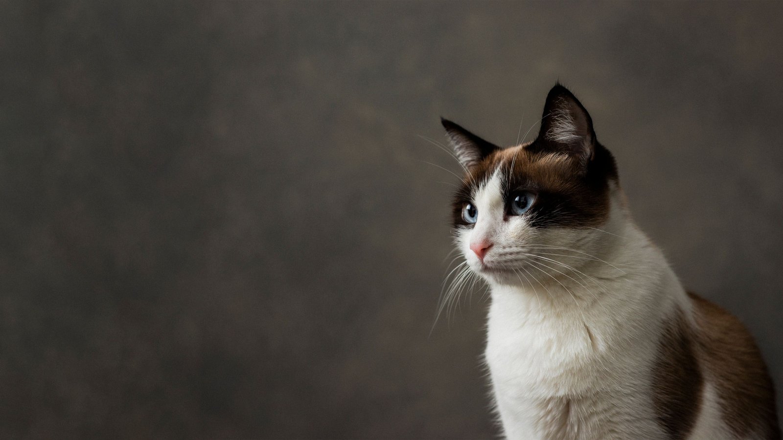 Snowshoe cat is sitting in front of a solid gray background, looking directly at the camera