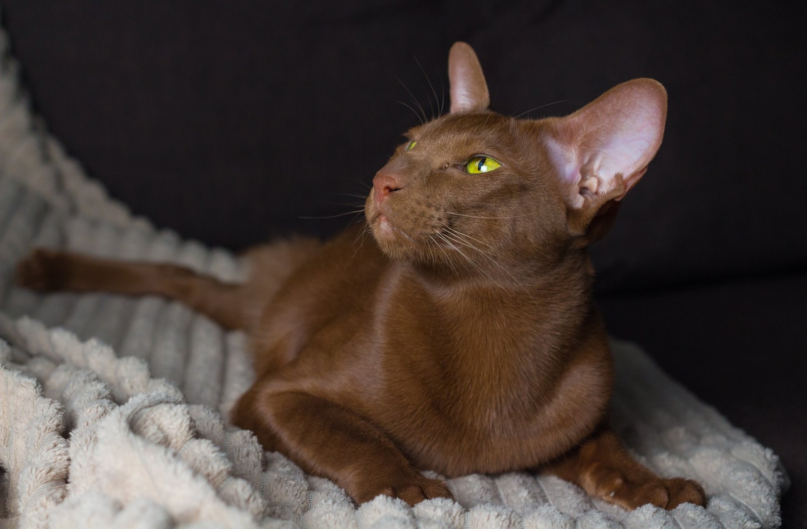 There is a brown oriental cat. A brown oriental cat lies gracefully on the sofa.