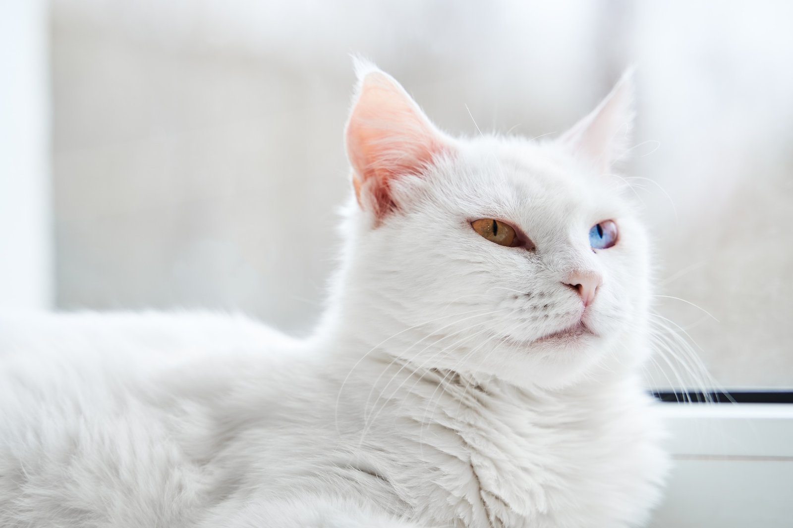 White cat with with blue and green eyes. Turkish angora.