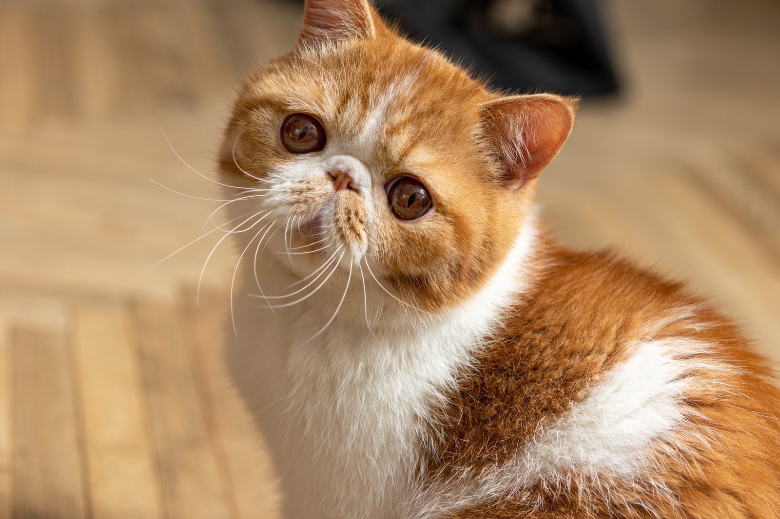 A beautiful kitten of the exotic shorthair breed sits on the brown background.