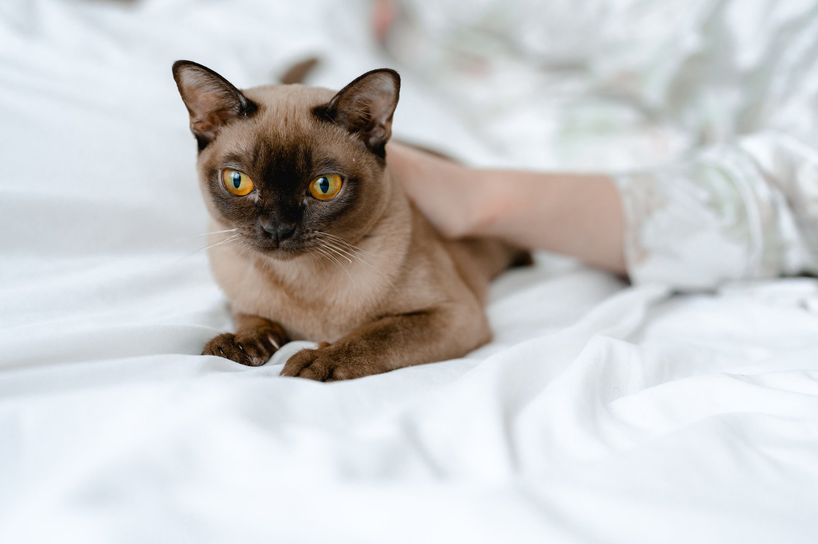 a brown burmese cat lies on a bed with white sheets. the owner pets the cat.