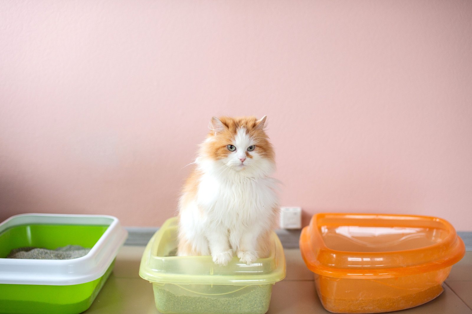 A fluffy cat is testing a cat litter. Tray with clumping filler