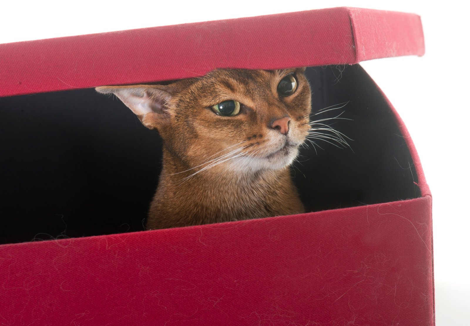 Abyssinian cat in studio