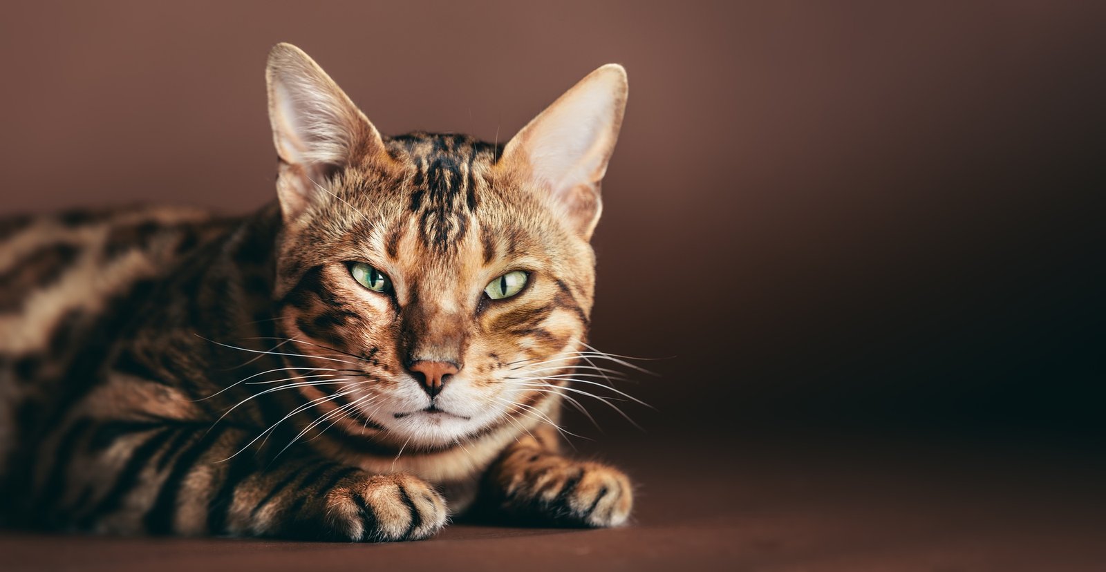 Bengal cat portrait in studio.