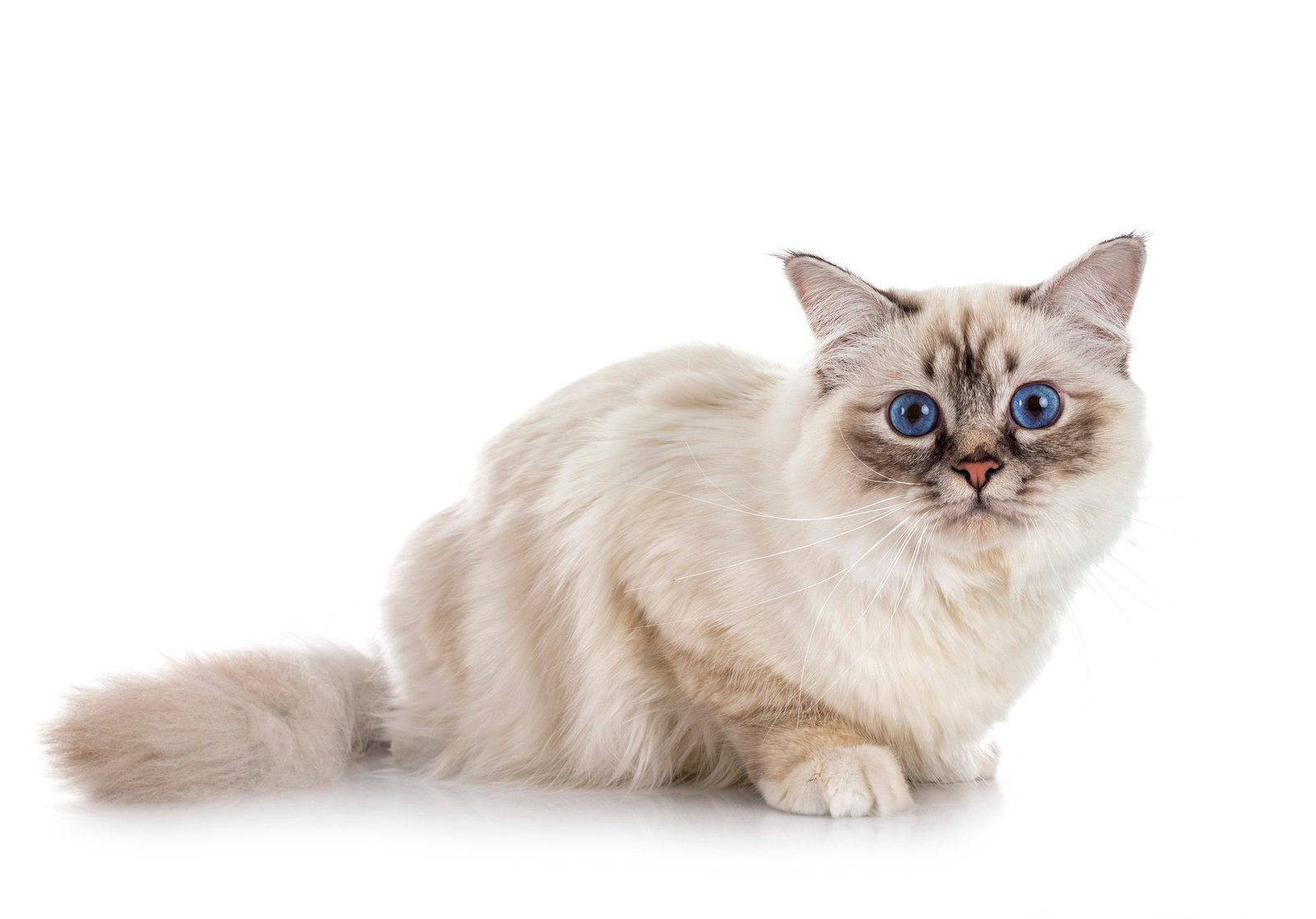 birman cat in studio