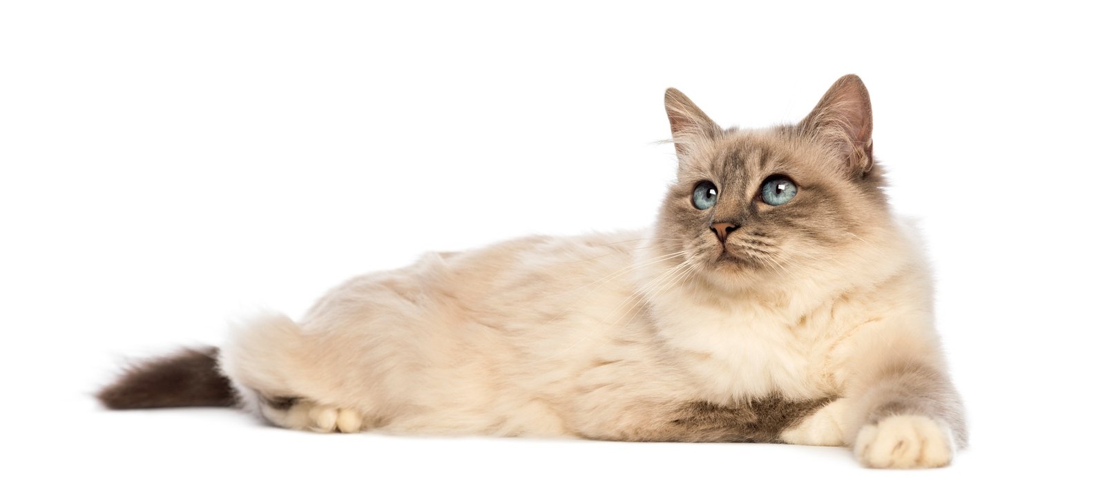 Birman lying and looking up against white background