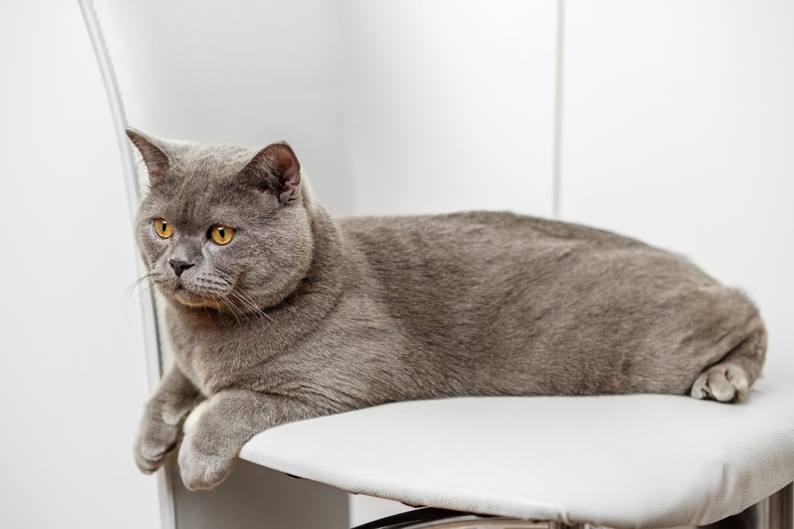 British Shorthair Cat Resting on Modern Chair.