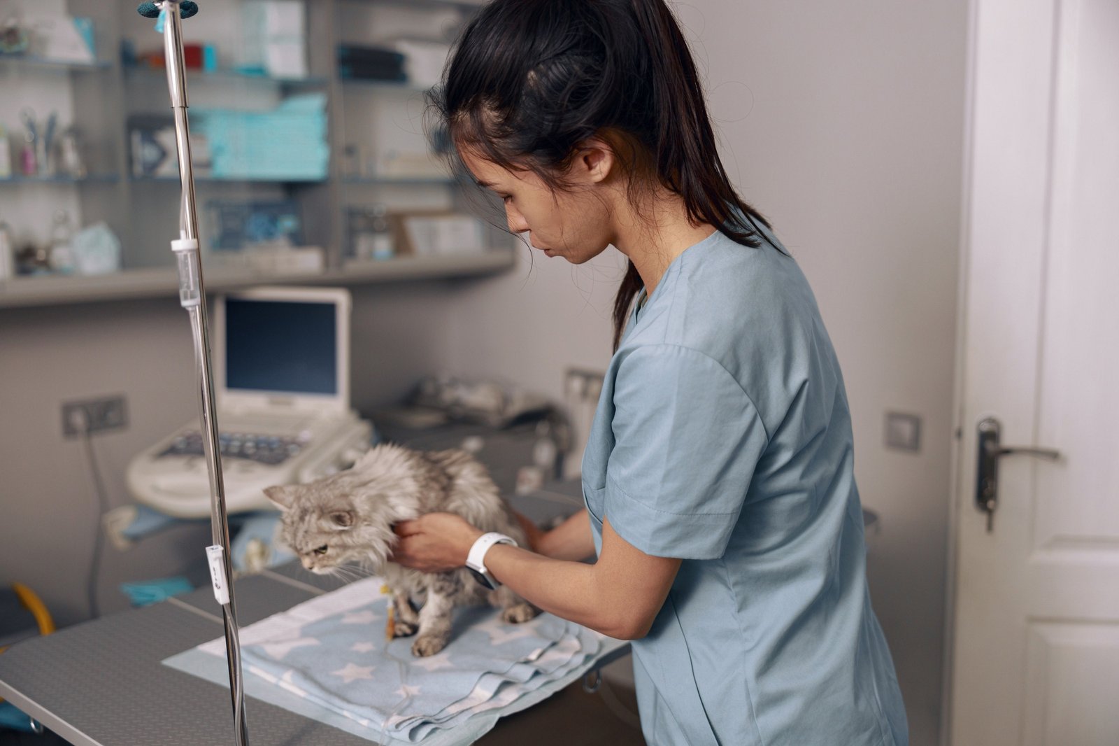 Careful veterinarian in uniform calms down fluffy grey cat at intravenous infusion in clinic