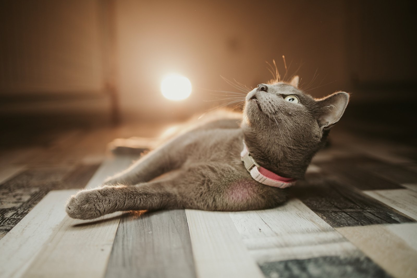 Closeup shot of a black domestic Bombay cat laying on the floor