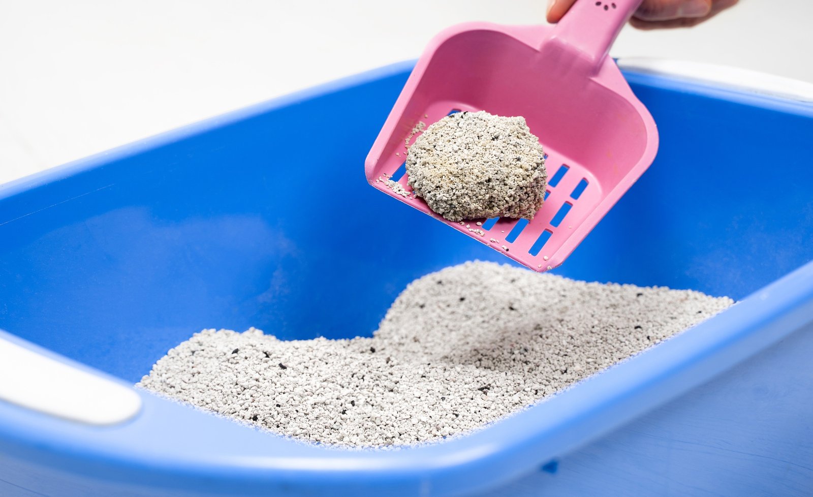 Clumping Bentonite Cat Litter tray on pink scoop at home. Cleanliness, pet care and hygiene concept.