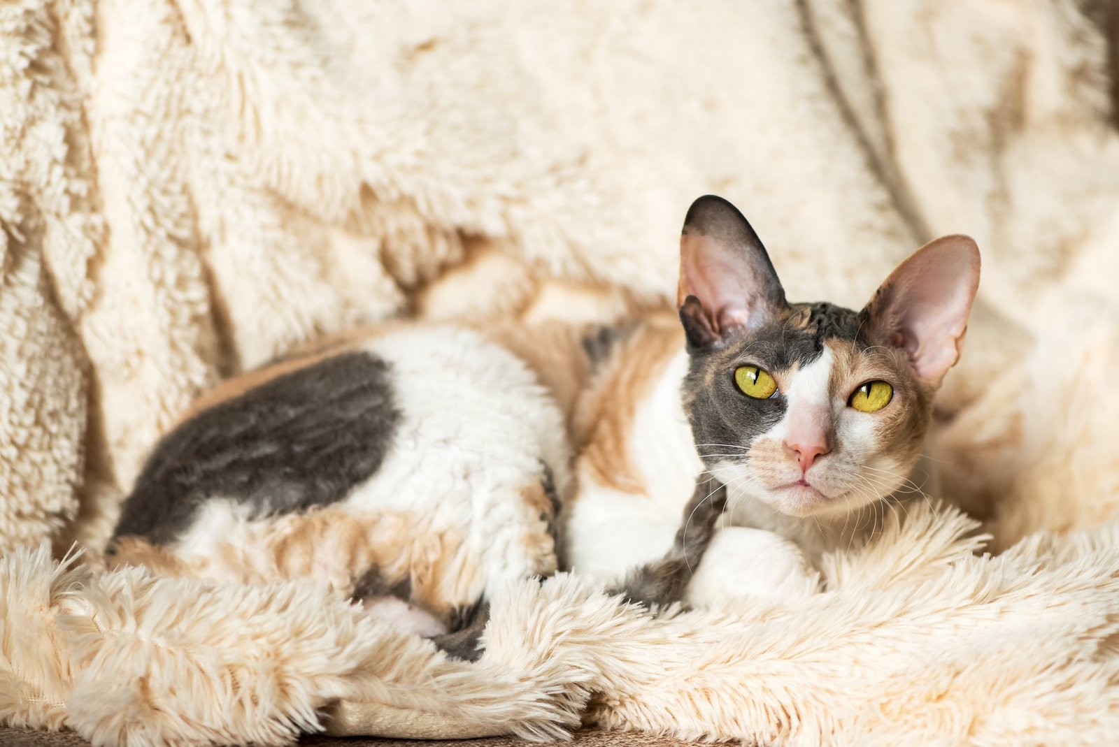 Cornish Rex cat in Fur