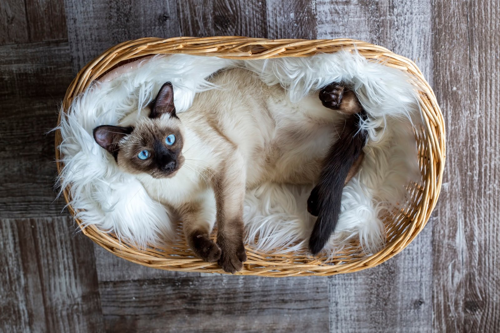Cute kitten siamese cat indoor