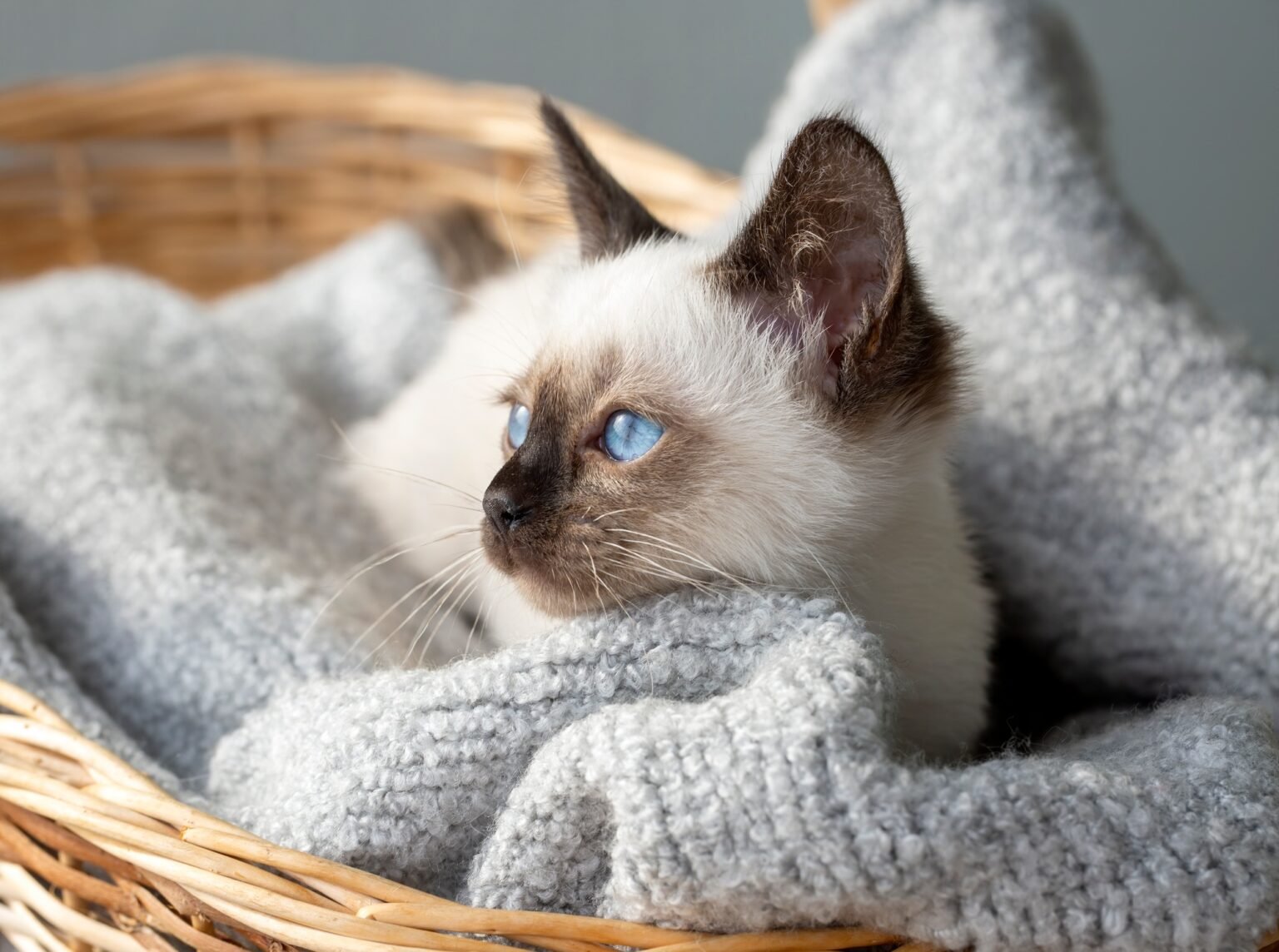 Photo inspiration: Gallery Detail: Kitten Diarrhea Causes Safe Treatments