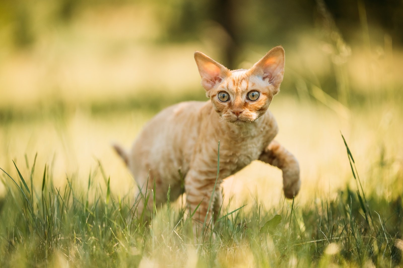 Funny Young Red Ginger Devon Rex Kitten In Green Grass. Short-ha