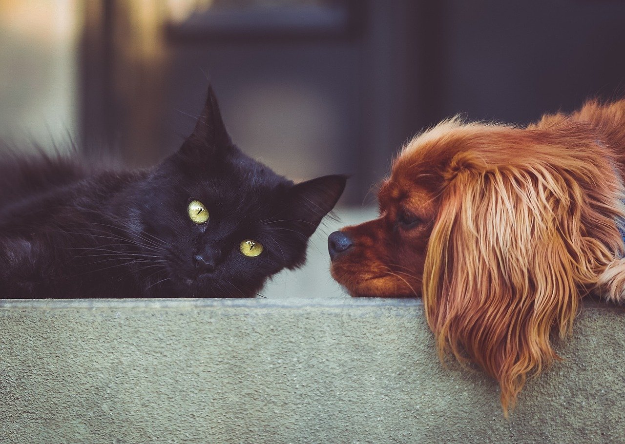 dog, cat, pets, mammals, animals, friends, pet, friendship, brown dog, black cat, domestic, nature, domestic animals, portrait, animal, friendship day