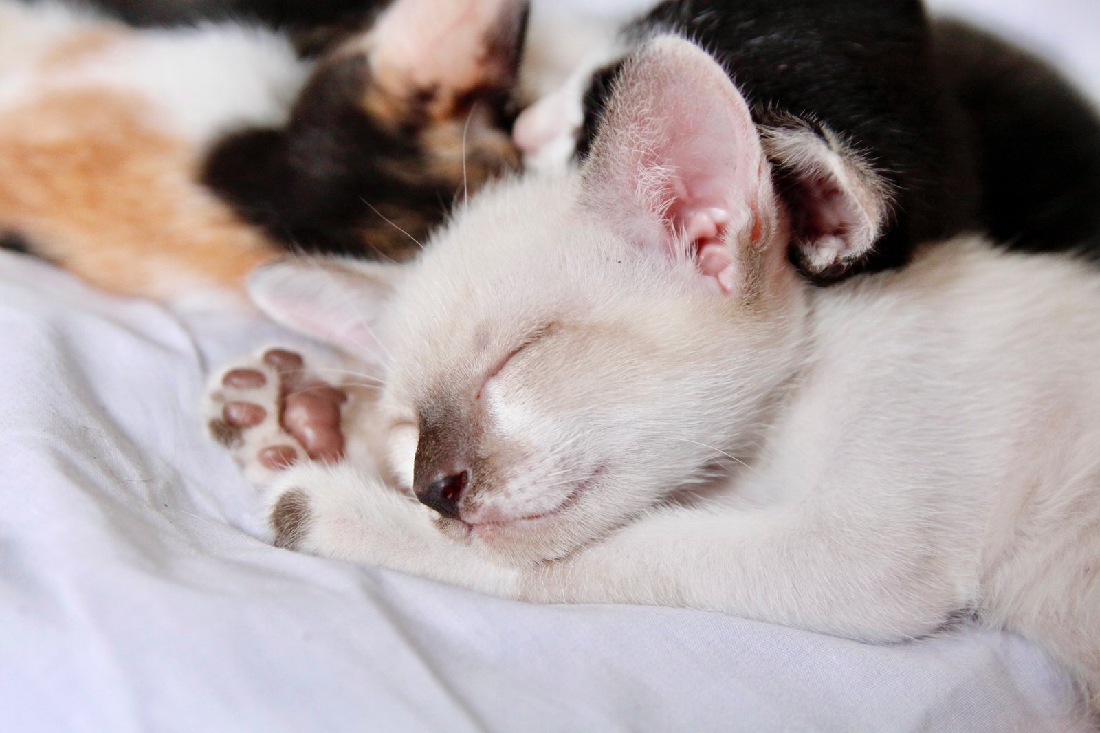 Kitten Diarrhea: Causes, Poop Colors & Safe Remedies