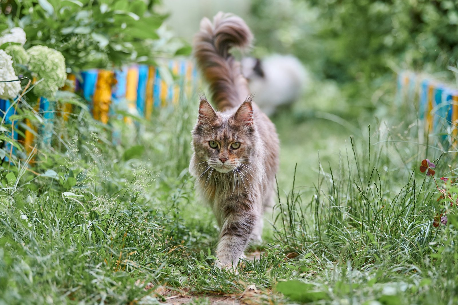 Maine coon cat in garden