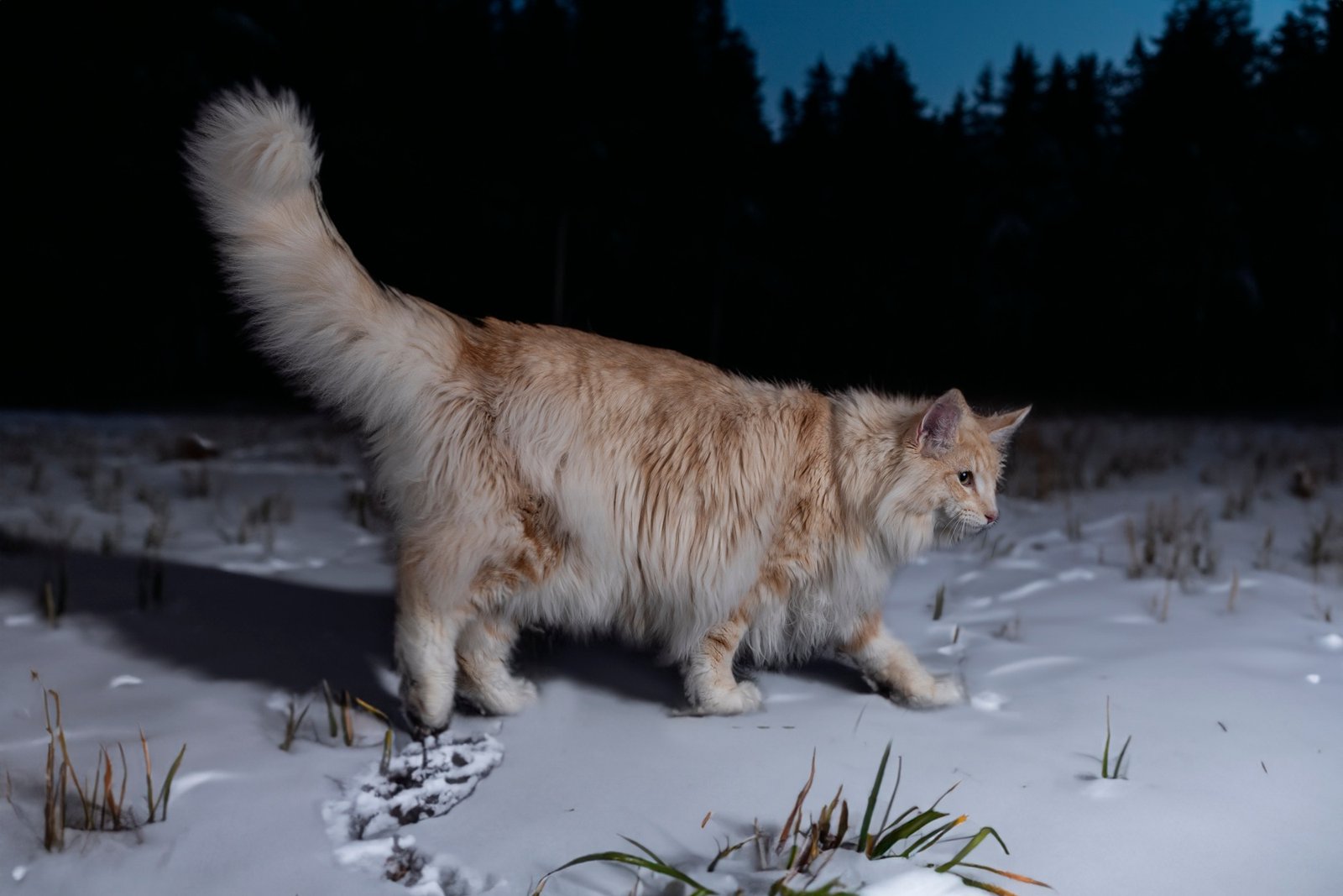 Norwegian Forest cat
