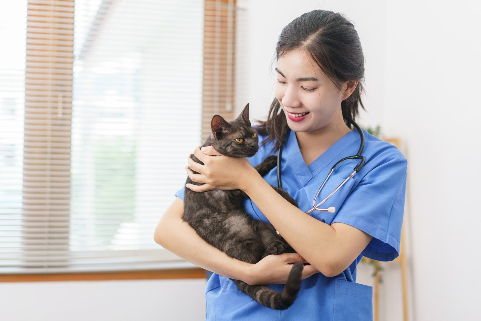 Pet care concept, Female veterinary playing and hugging cute cat after examining health cat