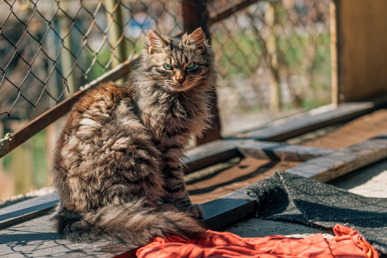 Portrait of a furry mixed breed female domestic cat with green eyes that resembles with Ragamuffin