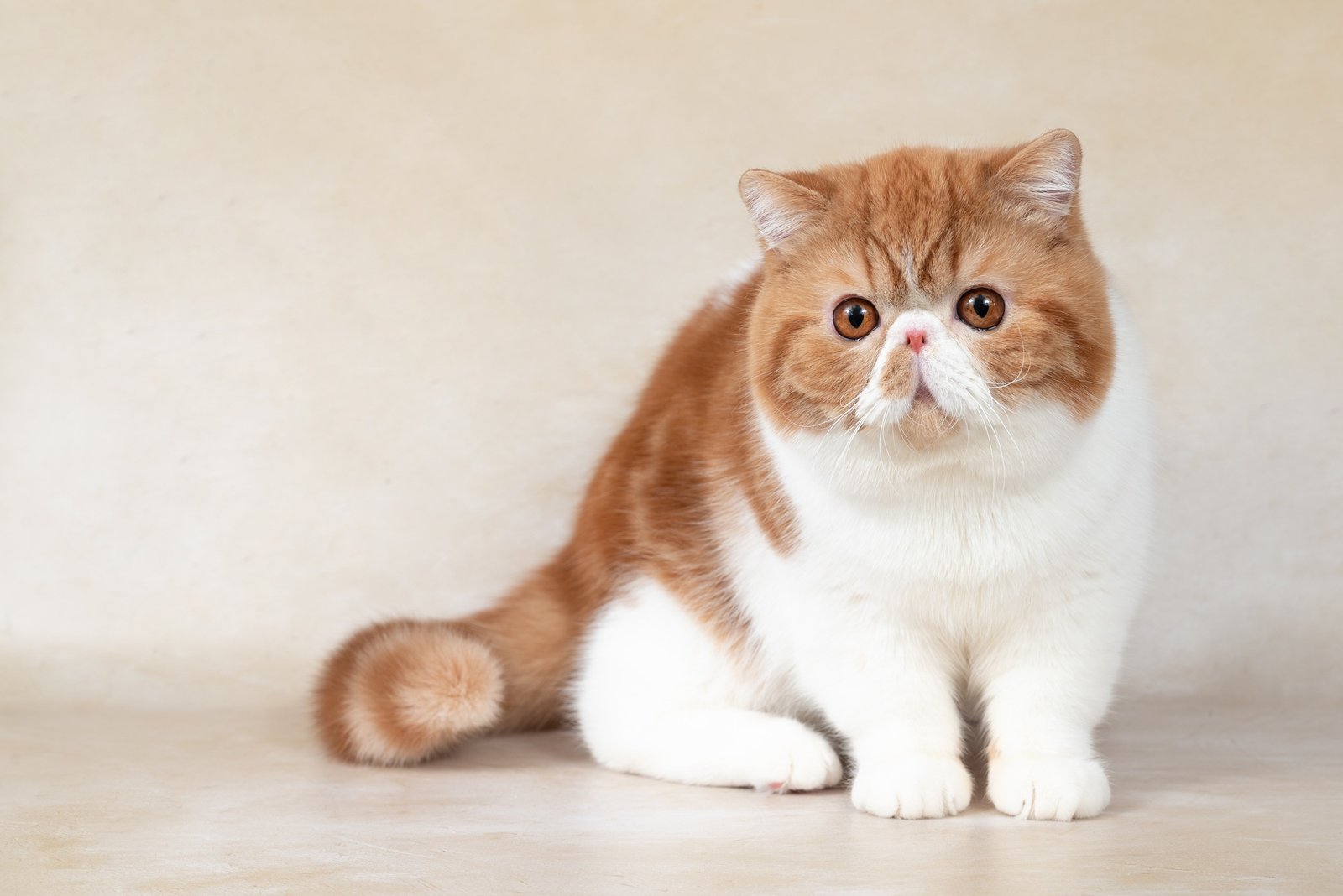 Portrait of beautiful red exotic shorthair cat on light background
