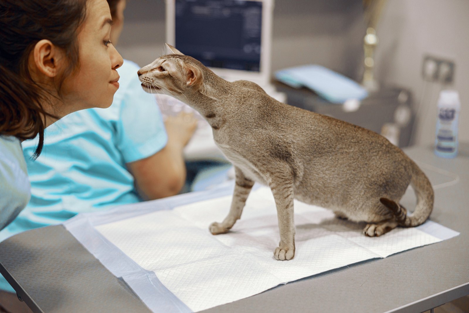 Positive Asian veterinarian and grey cat on table in modern clinic