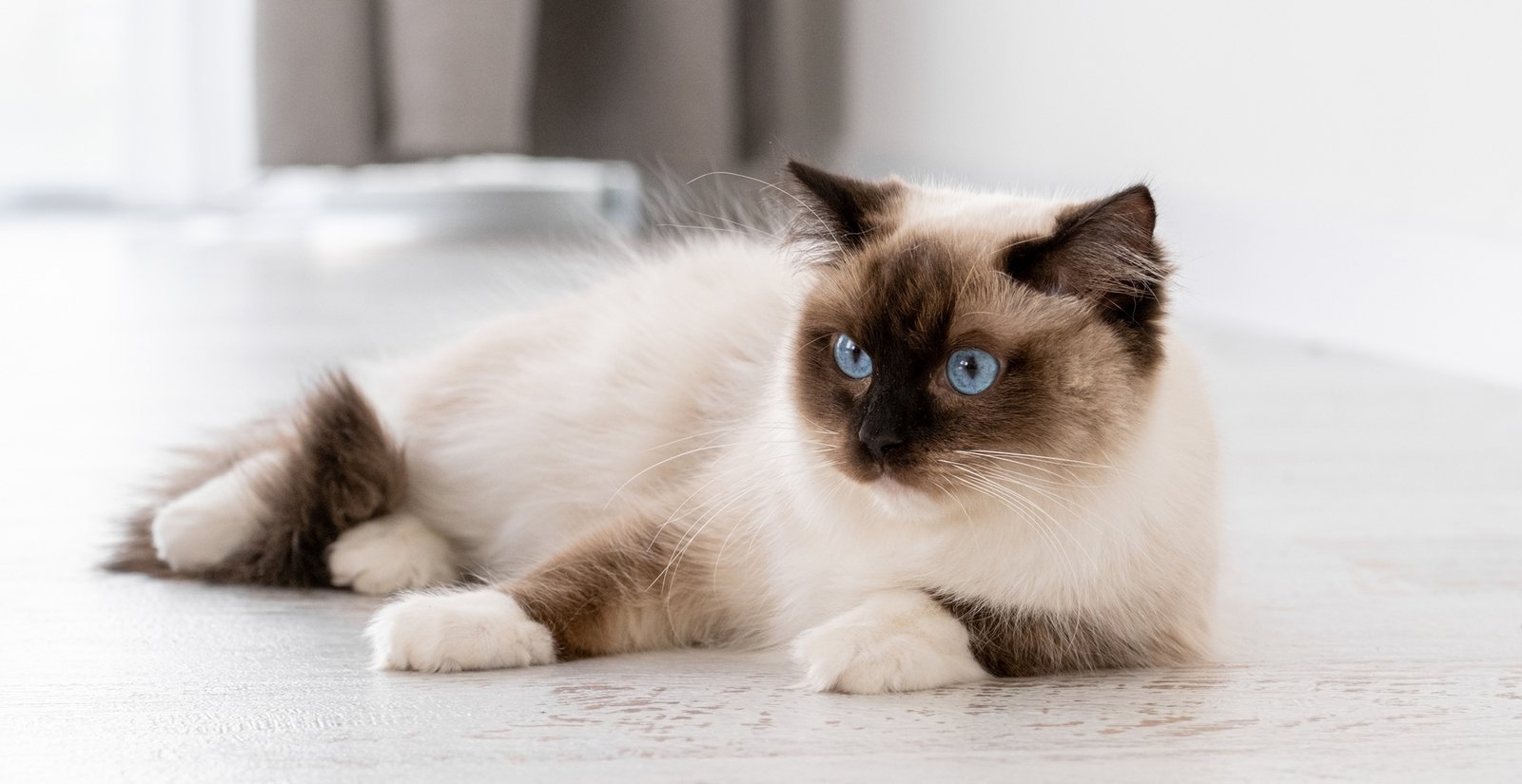 Ragdoll cat portrait