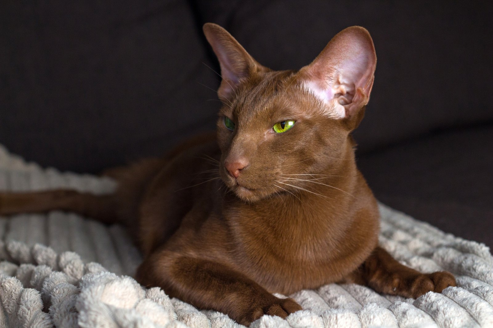 There is a brown oriental cat. A brown oriental cat lies gracefully on the sofa.