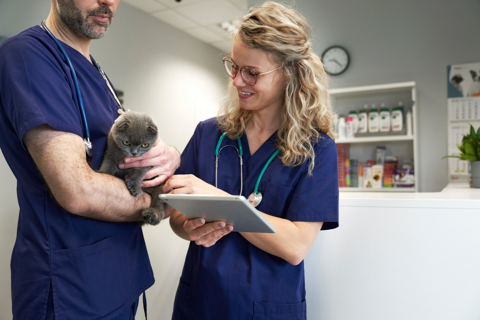 Two veterinary doctor analyzing medical tests of little cat in clinic