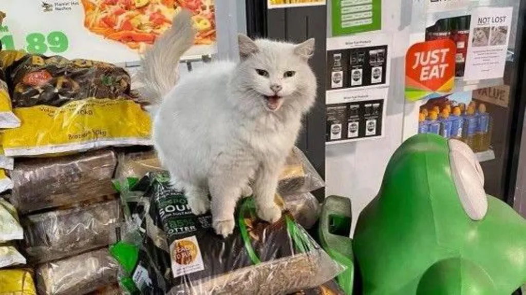 Pixie was known to get dirty from time to time, as she loved to sleep on coal bags, kept outside the garage