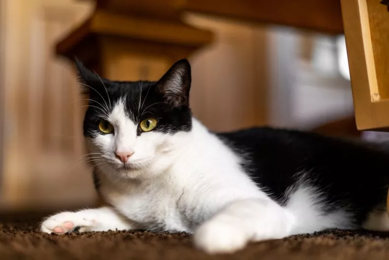 A stock image of a black and white cat laying on a carpeted floor