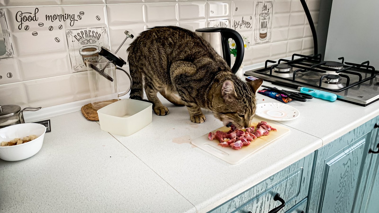 Can Cats Eat Raw Meat? Risks, Safety Tips & Alternatives