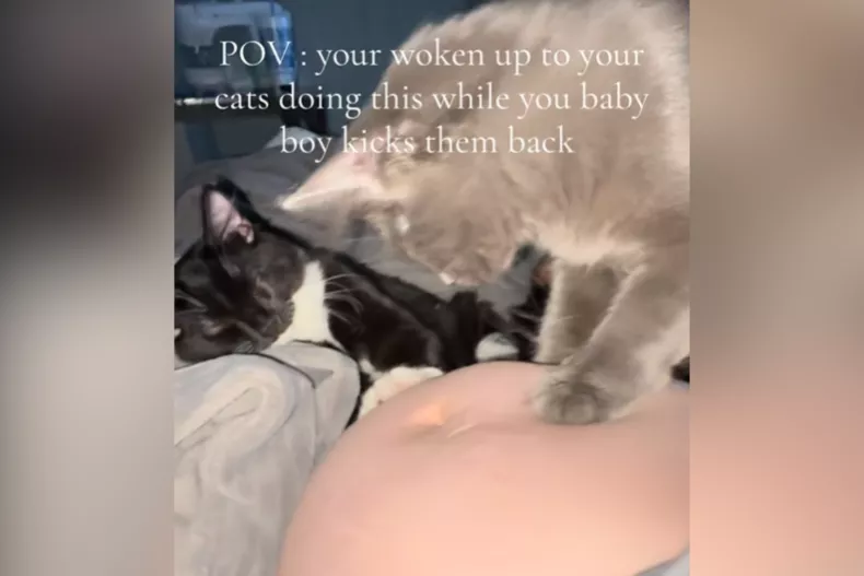 The cats kneading her pregnant belly