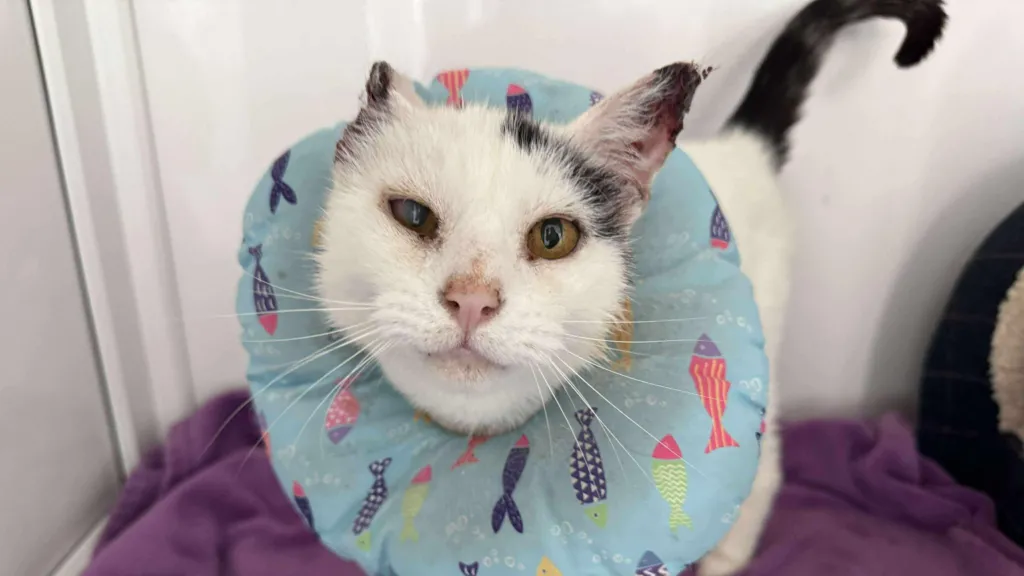 Mittens arrived as a stray and had damaged ears
