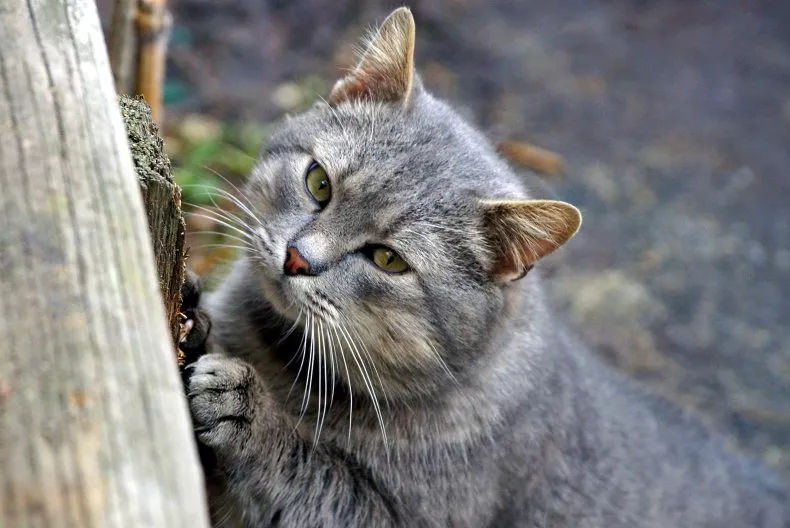 A stock image of a gray cat