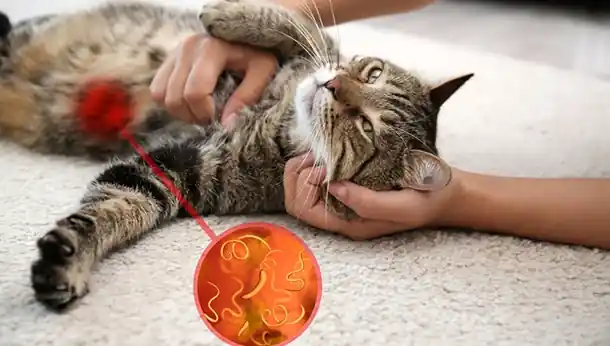 intestinal-worms-cat