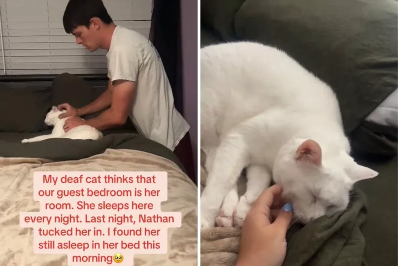 Photos from Madison Lane's TikTok video of her husband tucking her cat into the guest bed