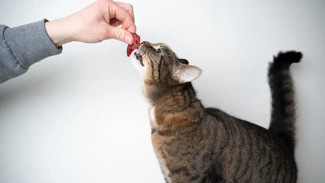 raw cat food diets