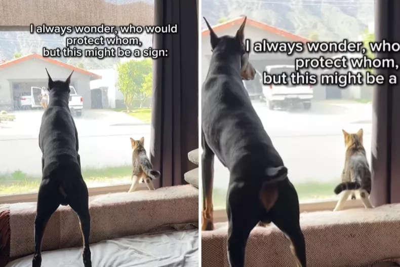 Diesel and Wasabi staring out the window.