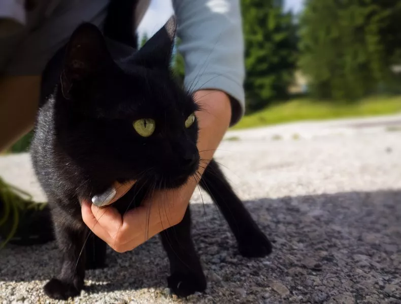 A stock image shows a woman to petting a black cat in the street