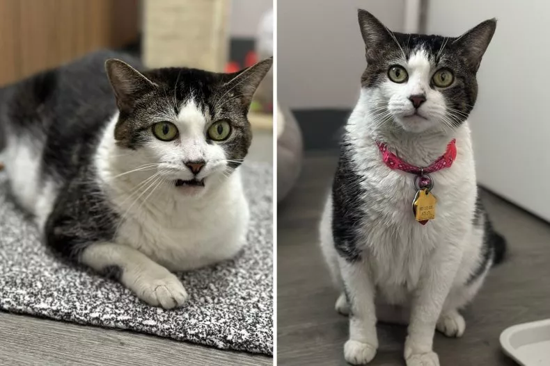 A 16-year-old cat named Lucinda, who is waiting for her forever home after her previous owner became ill and could no longer care for her