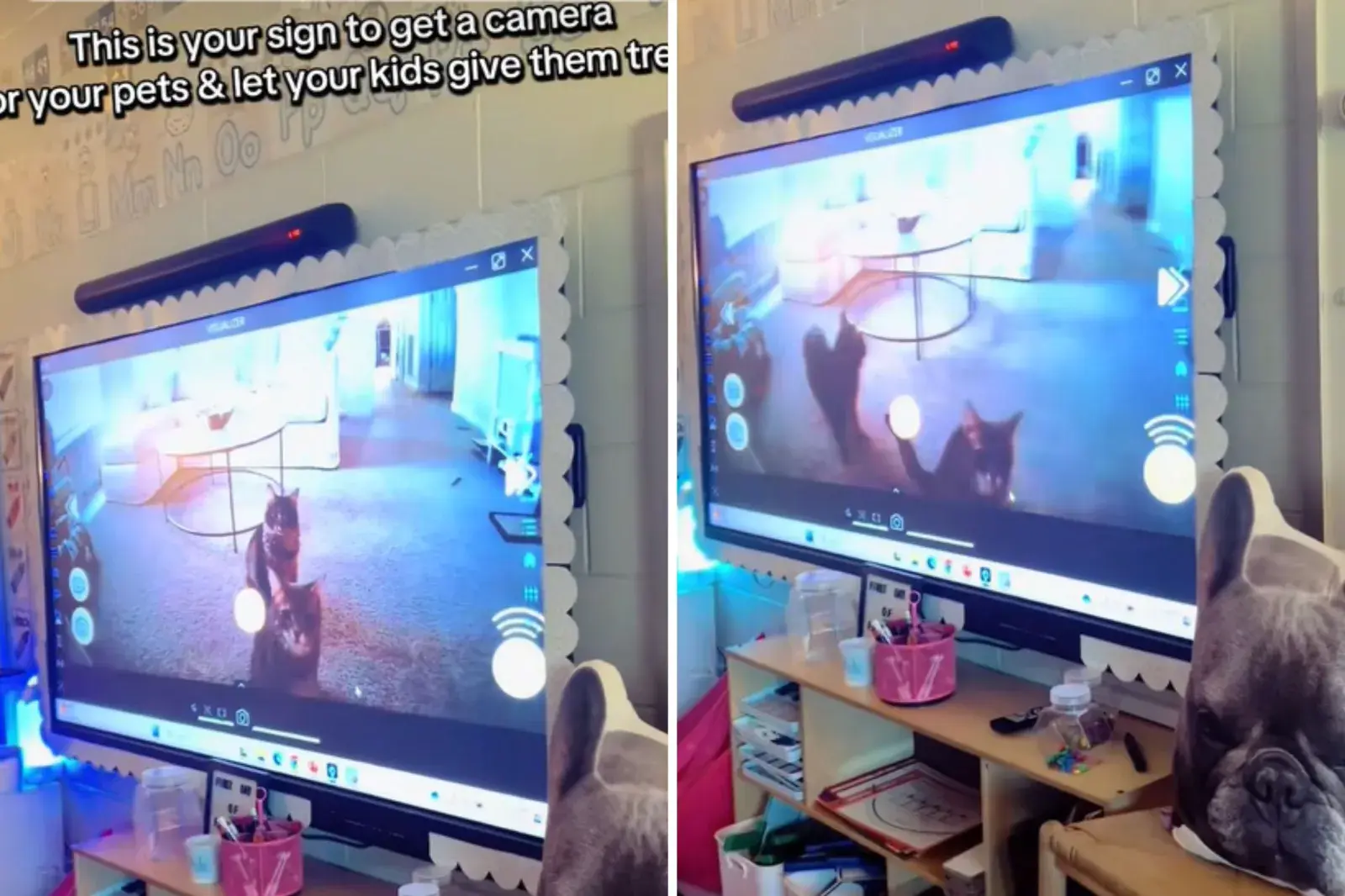 Screenshots from an August 27 TikTok video of a teacher projecting her pet camera footage to let her students "feed" her animals