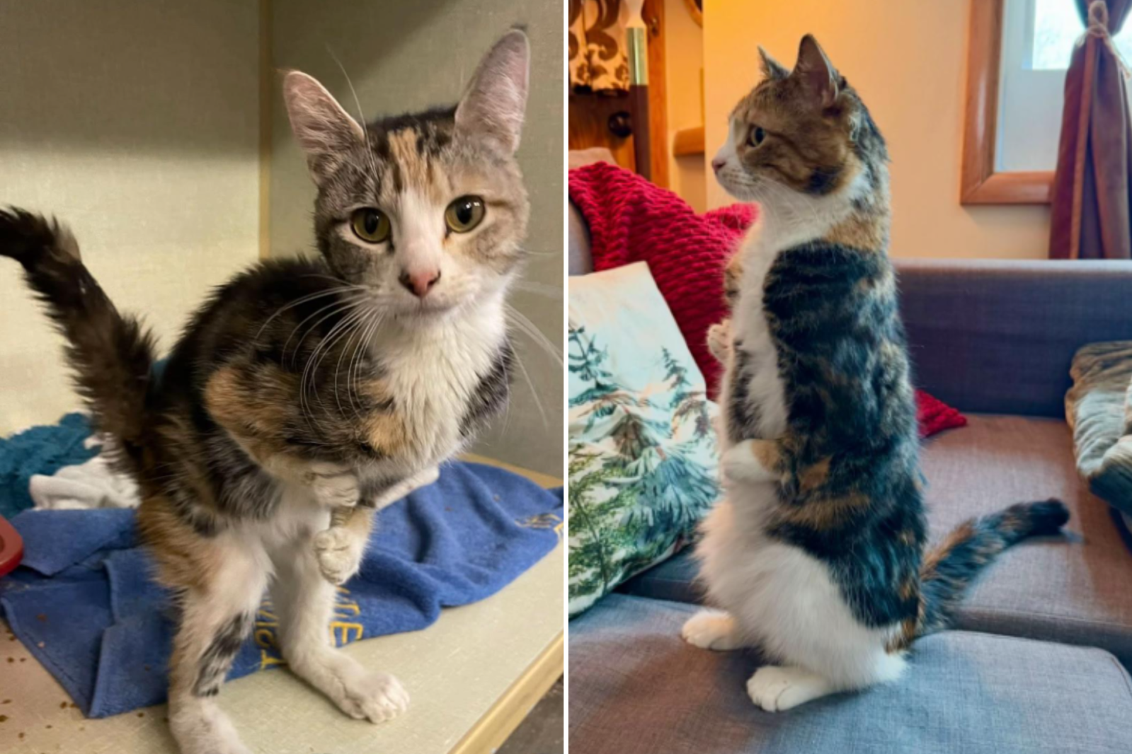Rue the rescue cat in the animal clinic, and pictured in her home after being adopted