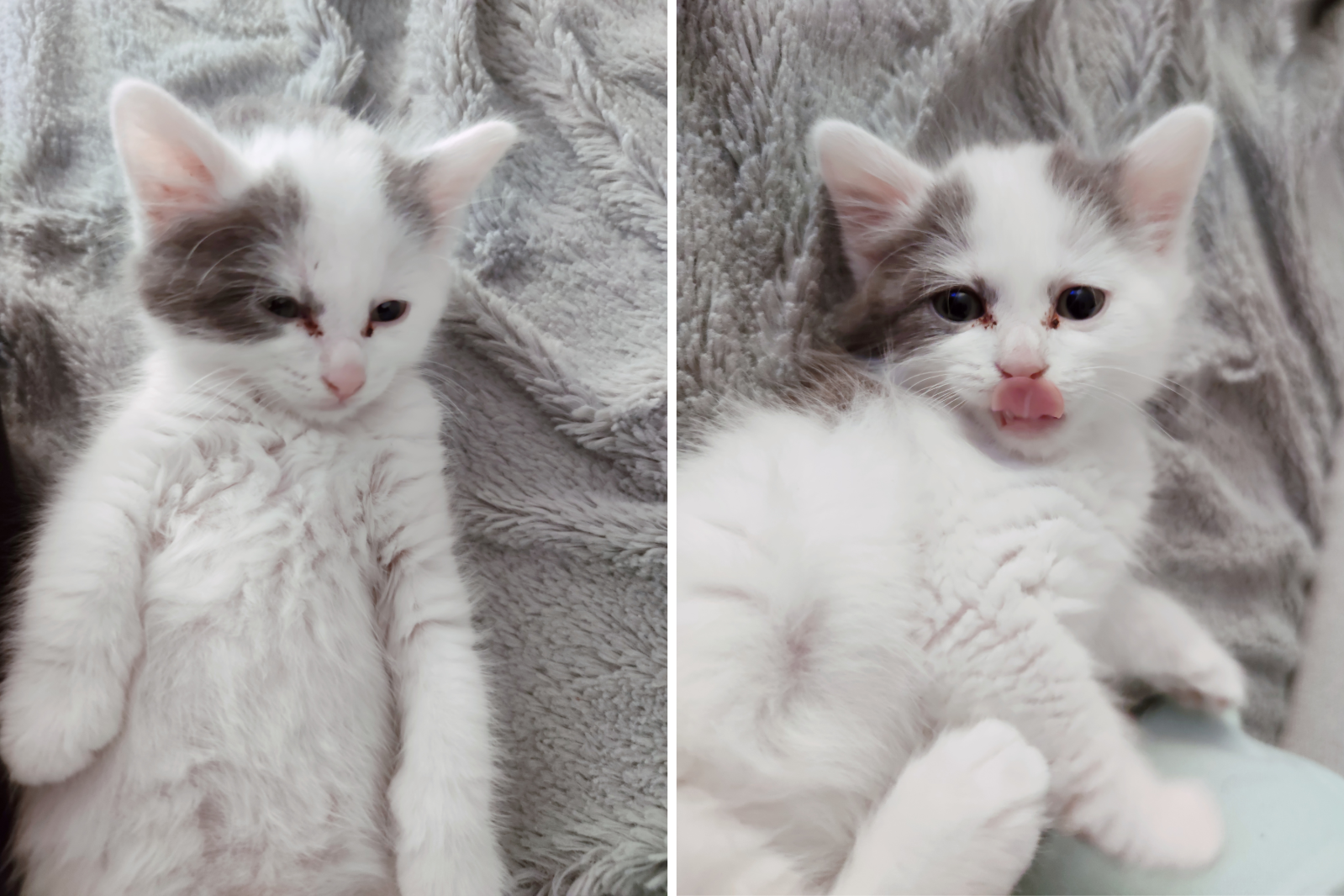Two stock images of a white kitten that looks similar to the one in the viral Reddit post