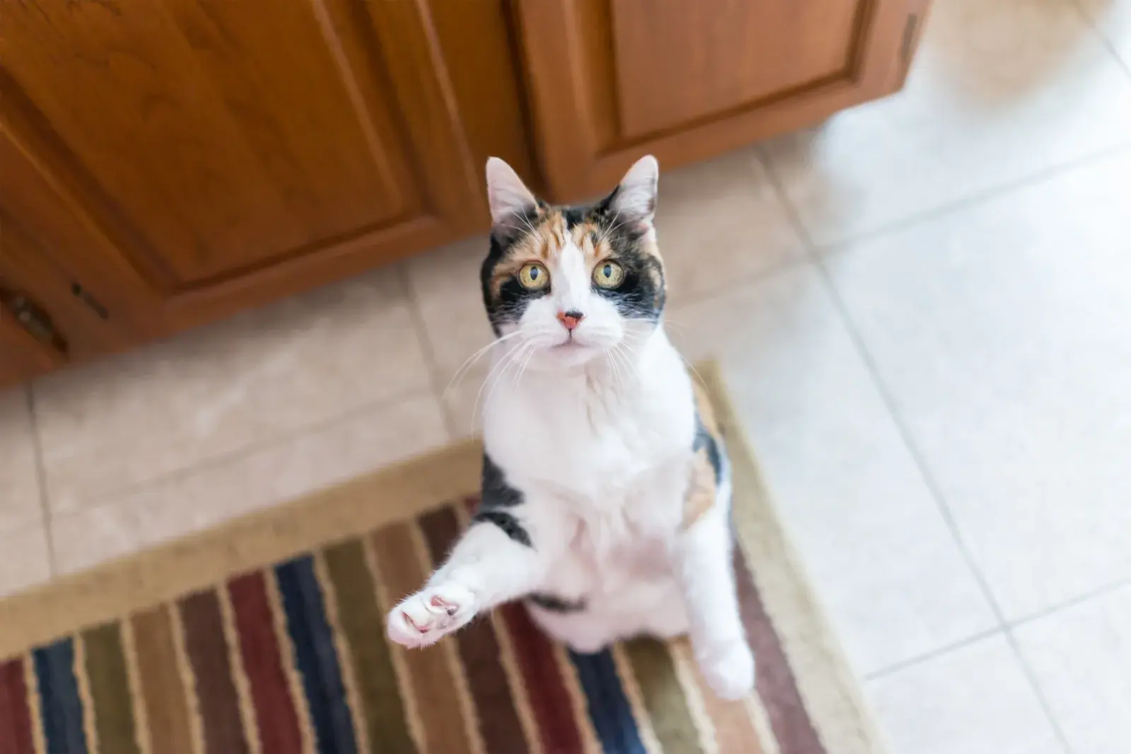 A stock image shows a calico cat standing on her hind paws, begging for treats