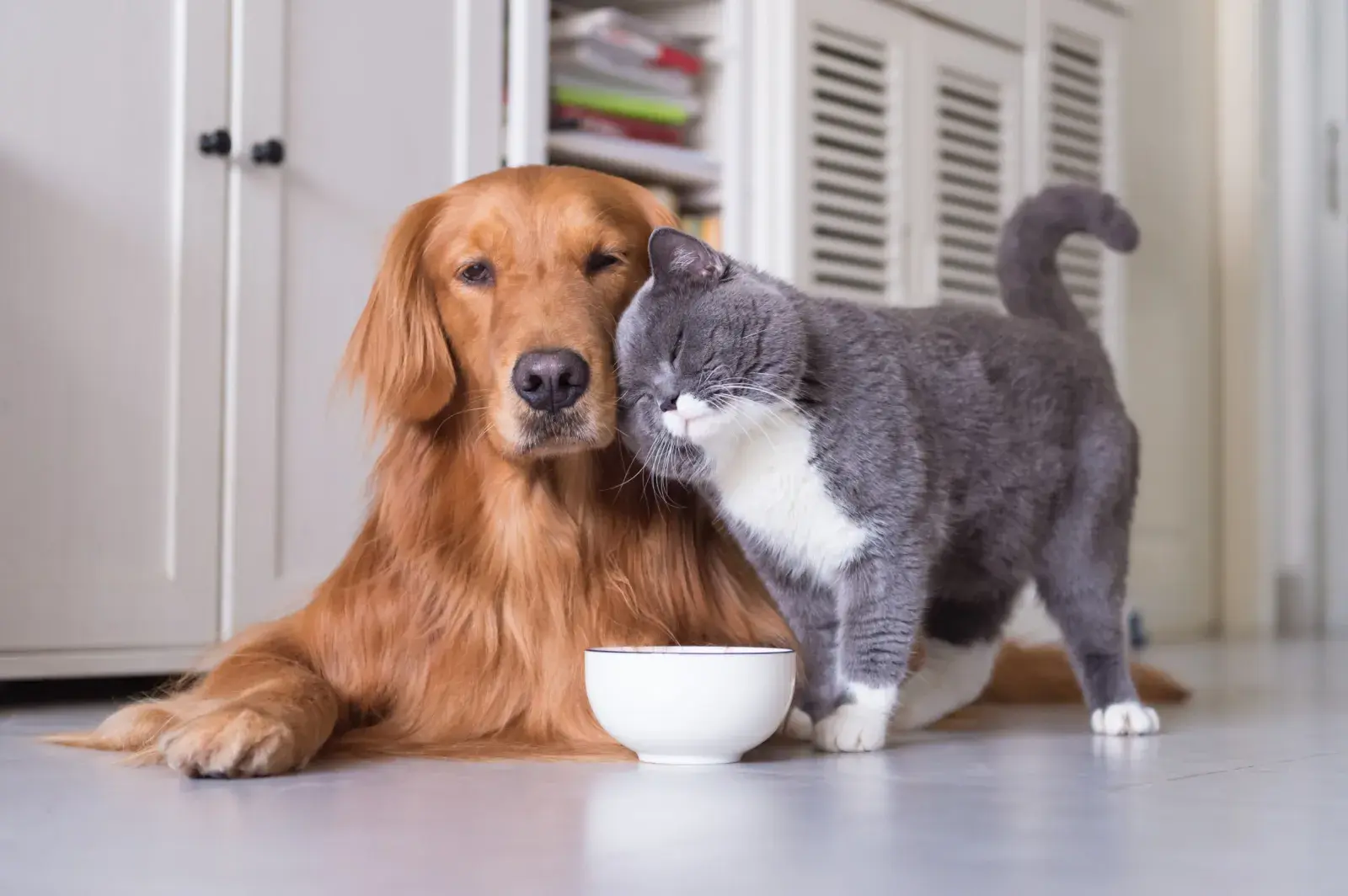 A cat rubs its head against a golden retriever
